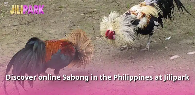 Discover online Sabong in the Philippines at Jilipark
